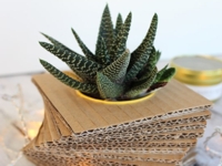 A napfeny illata Cardboard Planter